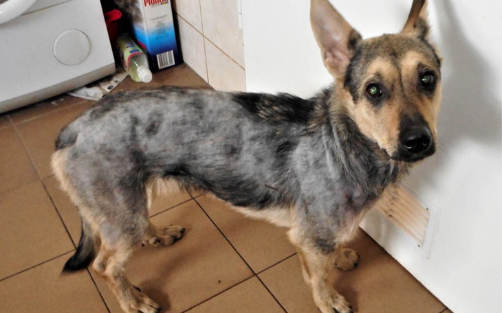 Zbiórka Potrzebna operacja dla pieska - zdjęcie główne