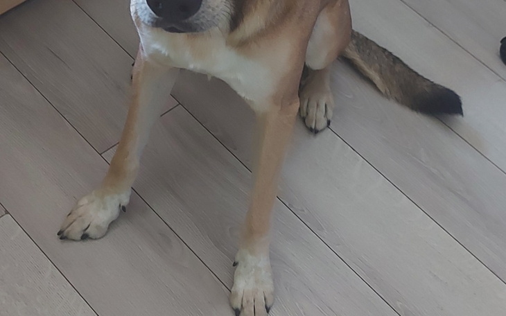 Zbiórka Niedoczynność tarczycy u psa - zdjęcie główne