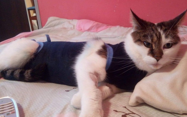 Zbiórka Operacja na nowotwór dla kotki - zdjęcie główne