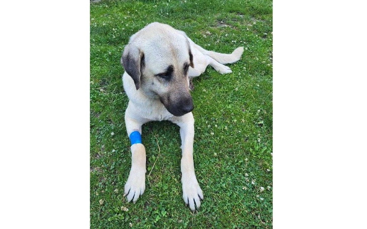 Zbiórka Na ratunek dla Fetmy. - zdjęcie główne