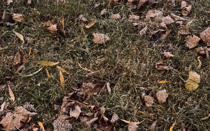Ziemia pokryta opadłymi liśćmi.