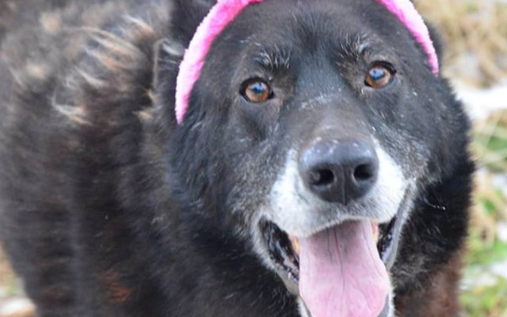 Zbiórka Alergik w schronie - koszmar psa - zdjęcie główne