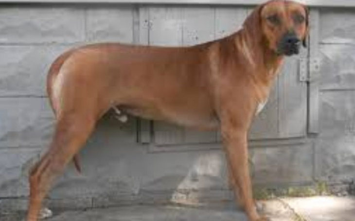 Zbiórka Wymiana kopyt - zdjęcie główne