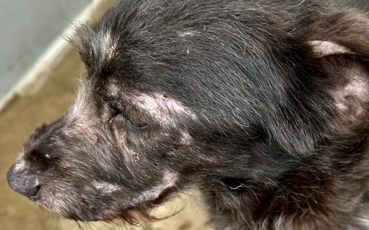 Zbliżenie na psa z problemami skórnymi.