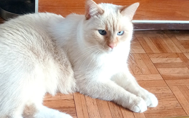 Zbiórka Ratowanie życia Biszkoptowi - zdjęcie główne