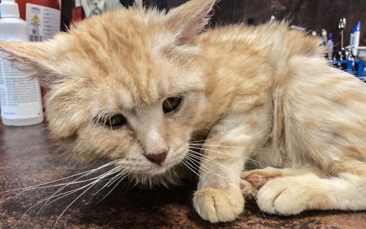 Rudy kot leżący na stole, wygląda na zmęczonego.