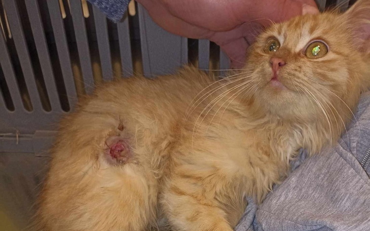 Zbiórka Na ratowanie Karmelka - zdjęcie główne