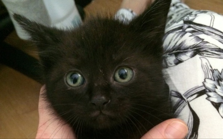 Zbiórka KarmaSzczepDla9UratowanychKotów - zdjęcie główne