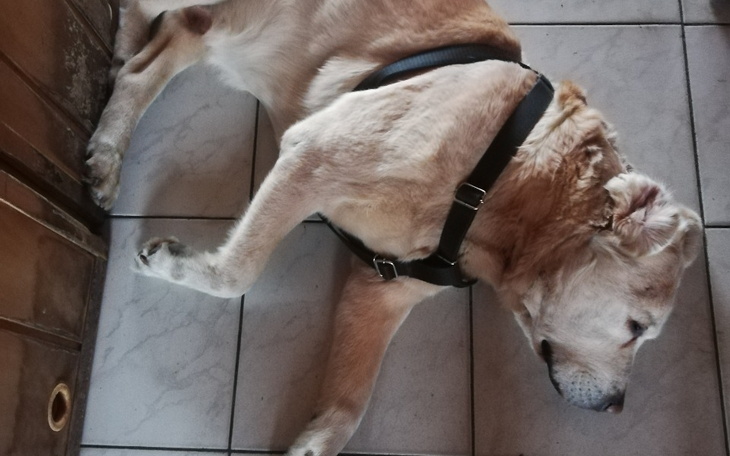 Zbiórka Pomoc dla labradora - zdjęcie główne