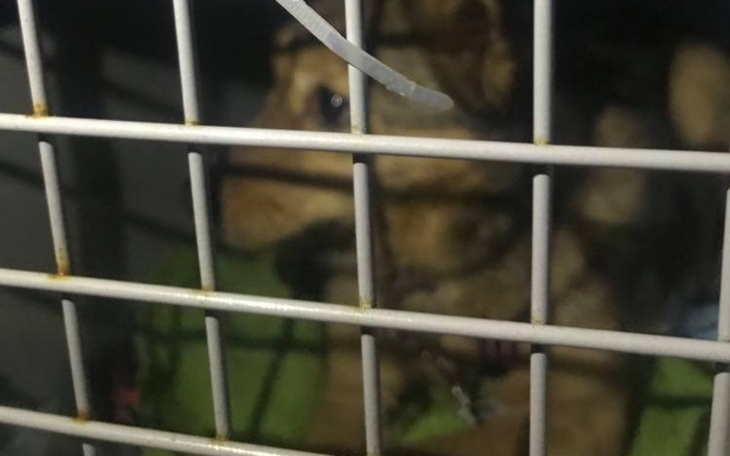Zbiórka Na transport dla Buni do domu - zdjęcie główne