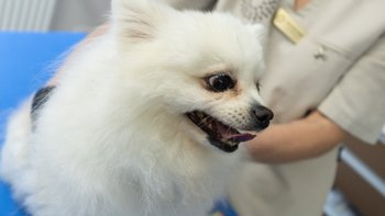 Zbiórka Ulga w cierpieniu dla Rity - miniaturka zdjęcia