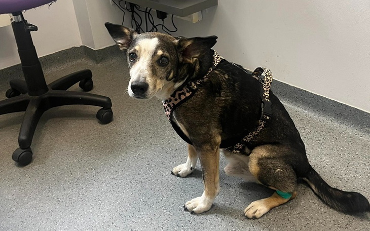 Pies w szelki, siedzący w gabinecie weterynaryjnym.