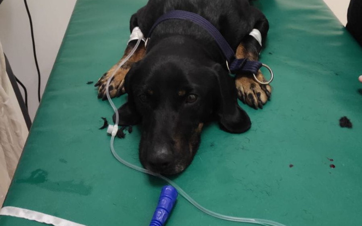 Pies leżący na stole w weterynarii, z kroplówką.