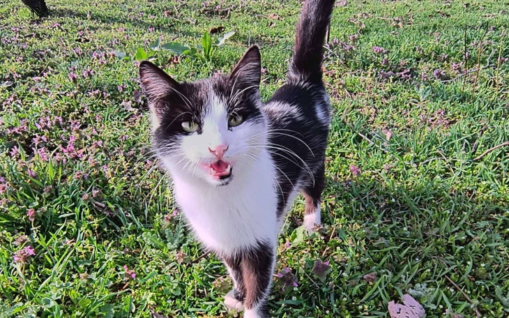 Kot biegający po łące wśród kwiatów.