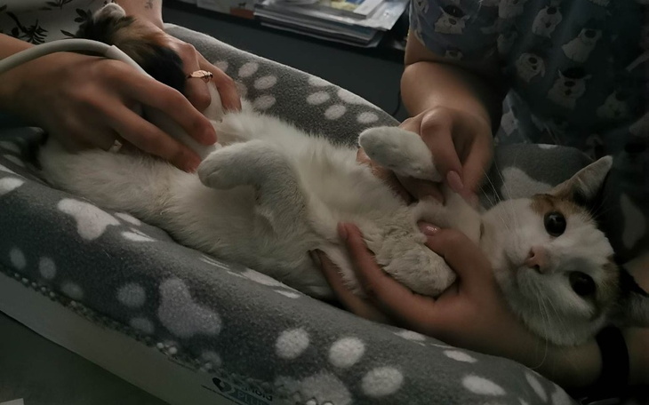 Zbiórka Pola walczy o życie - zdjęcie główne