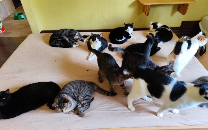 Zbiórka 65 kg karmy Purizon Fish - zdjęcie główne