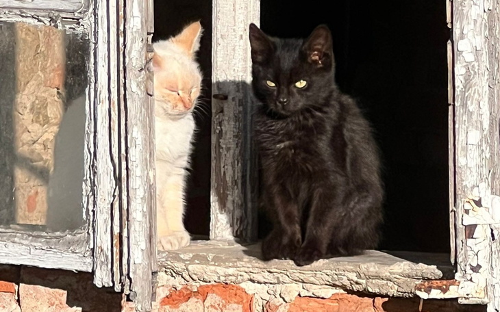 Dwa koty siedzące na parapecie w słonecznym świetle.