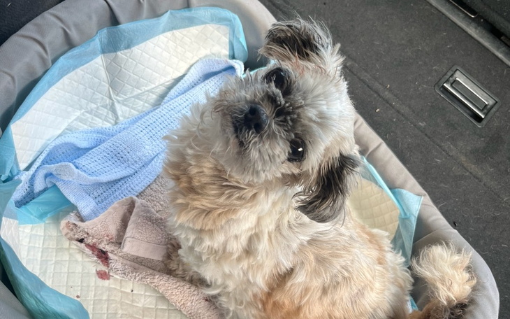 Zbiórka Ratujemy Abi PILNE - zdjęcie główne