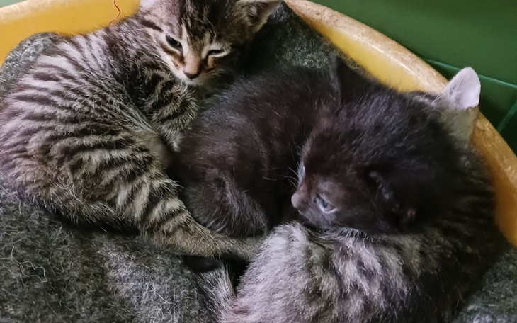 Zbiórka Na szczepienie i odrobaczenie - zdjęcie główne