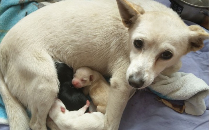 Zbiórka Wyrzucona suczka z szeniakami - zdjęcie główne