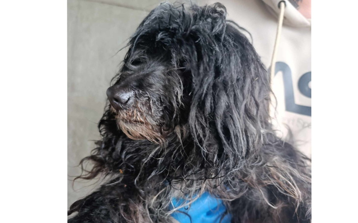 Czarny, kudłaty pies z wyrazem twarzy.