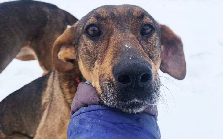 Pies w zimowej scenerii, z bliskim ujęciem na twarz.