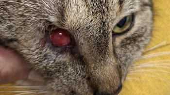 Zbiórka Zabieg dla Felisia - miniaturka zdjęcia