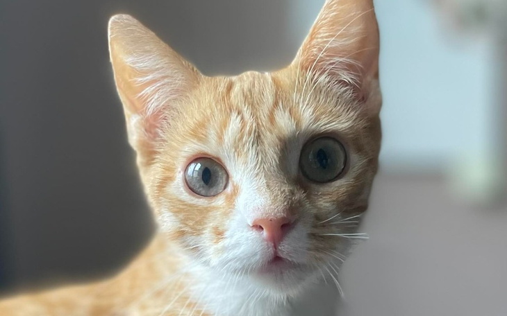 Zbiórka Leczenie Bonity - zdjęcie główne