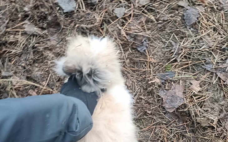 Pies na spacerze, z widoczną ręką właściciela.