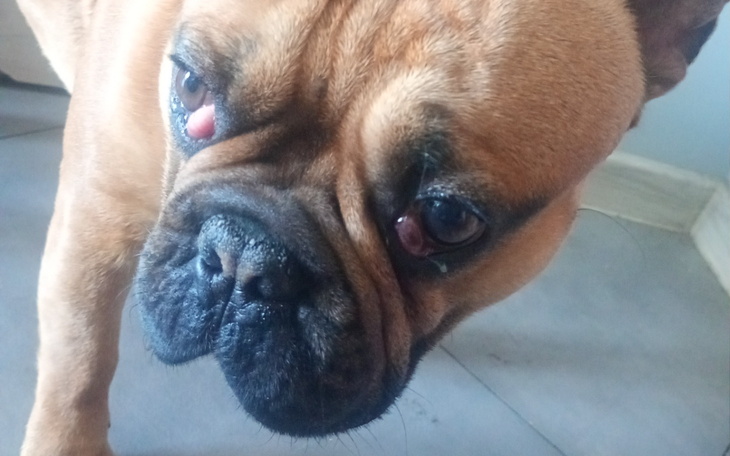 Pies rasy buldog francuski z wyraźnymi emocjami na twarzy.