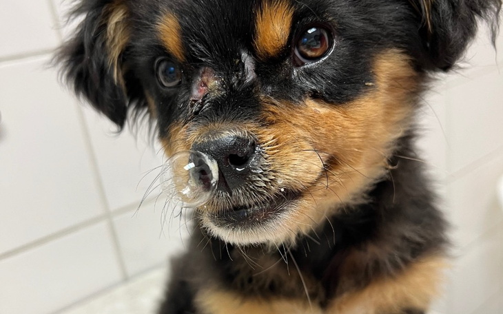 Mały piesek z raną na nosie, patrzący z ciekawością.