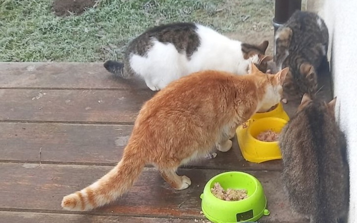 Zbiórka Karma Dla stajennych dzikusków - zdjęcie główne