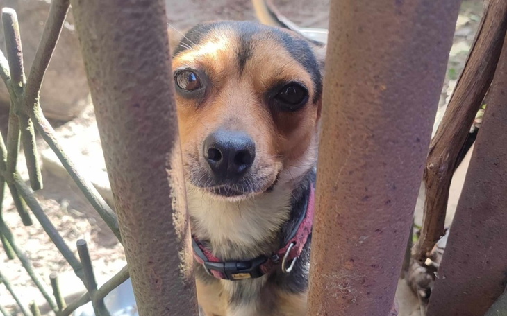 Mały piesek patrzący przez pręty ogrodzenia.