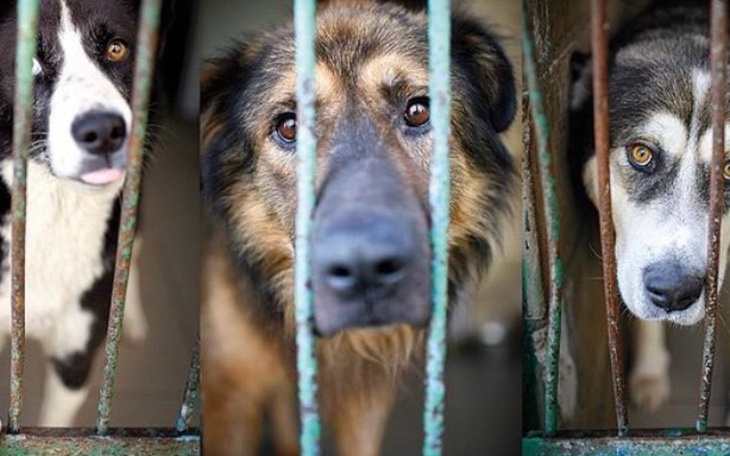 Zbiórka Karma dla schroniska w Poznaniu - zdjęcie główne