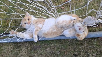 Zbiórka Zaplątany w siatce młody kociak - miniaturka zdjęcia