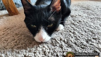 Zbiórka Alf choruje na FIP. POMÓŻ! - miniaturka zdjęcia