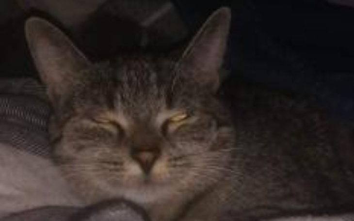 Zbiórka Sterlizacja kotków i leczenie - zdjęcie główne