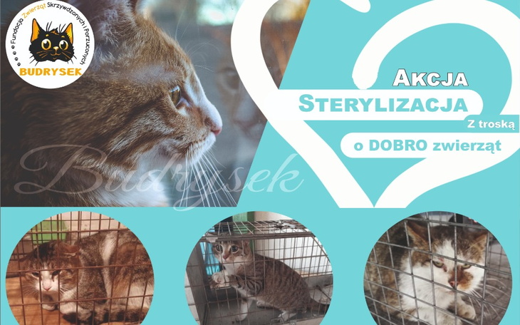 Zbiórka Akcja sterylizacja Pomóż - zdjęcie główne