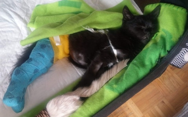 Zbiórka Ratujmy Krzysię! - zdjęcie główne