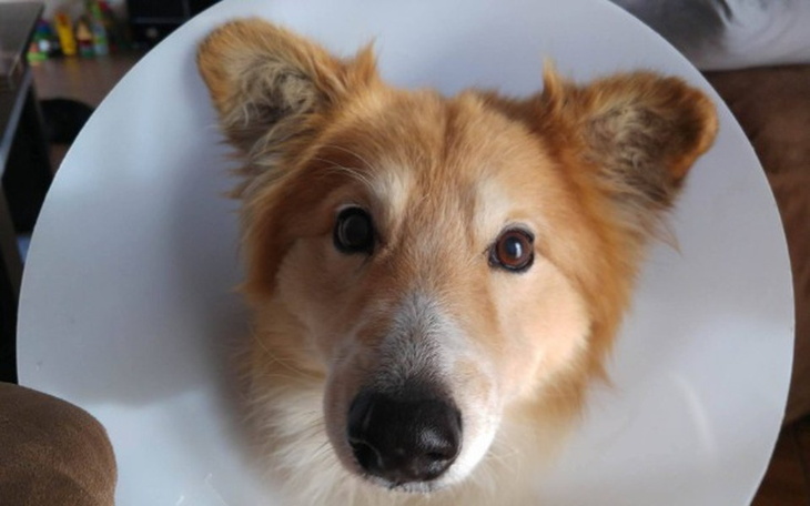 Zbiórka Lessi walczy o życie! Pomożesz? - zdjęcie główne