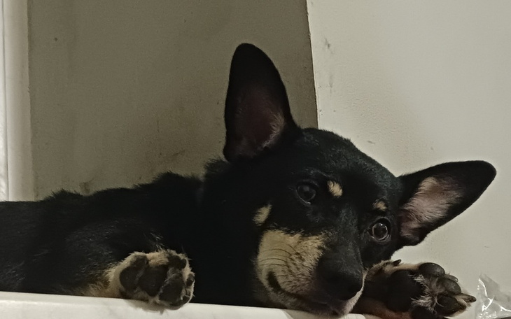 Zbiórka Na moje zwierzaczki - zdjęcie główne