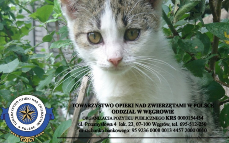 Zbiórka Sterylizacja kotów-TOZ Węgrów - zdjęcie główne