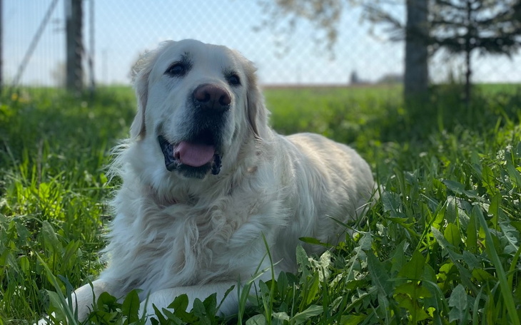 Zbiórka Walka o zdrowie Simby - zdjęcie główne
