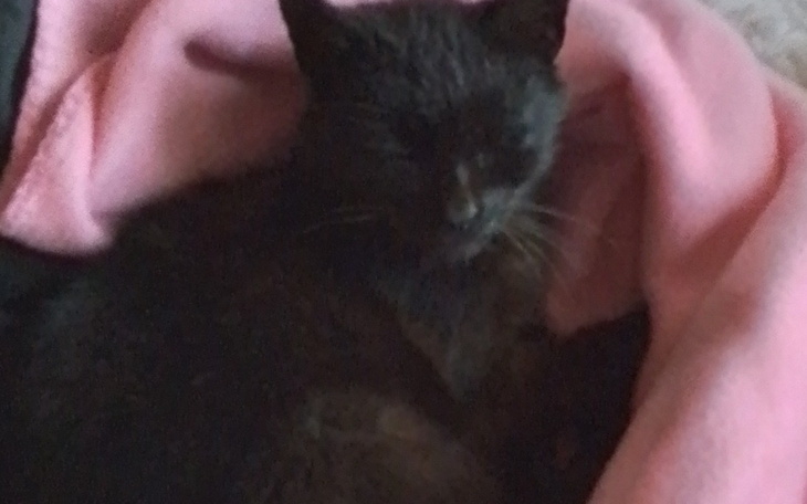 Czarny kot śpi w różowym kocu, wygląda na spokojnego.