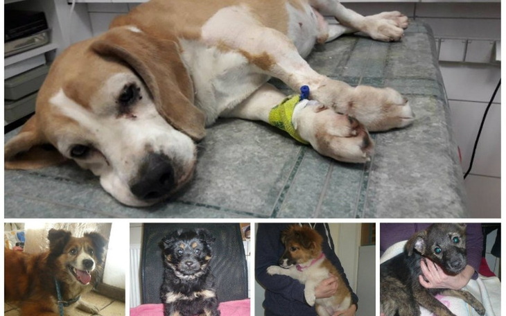 Zbiórka Na chore wzierzaczki pieski - zdjęcie główne