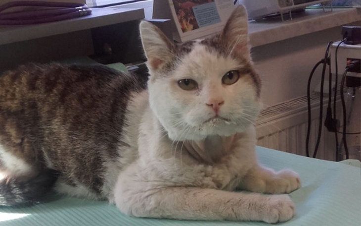 Zbiórka Złotówka dla kociego szpitalika - zdjęcie główne