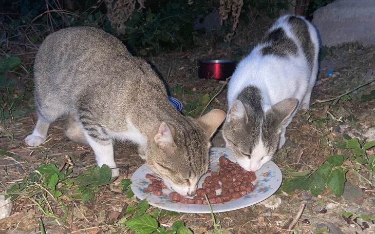 Dwa koty jedzące karmę z talerza na trawie.