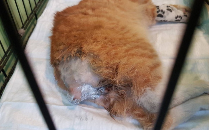 Zbiórka Tuptuś cierpi przez człowieka - zdjęcie główne