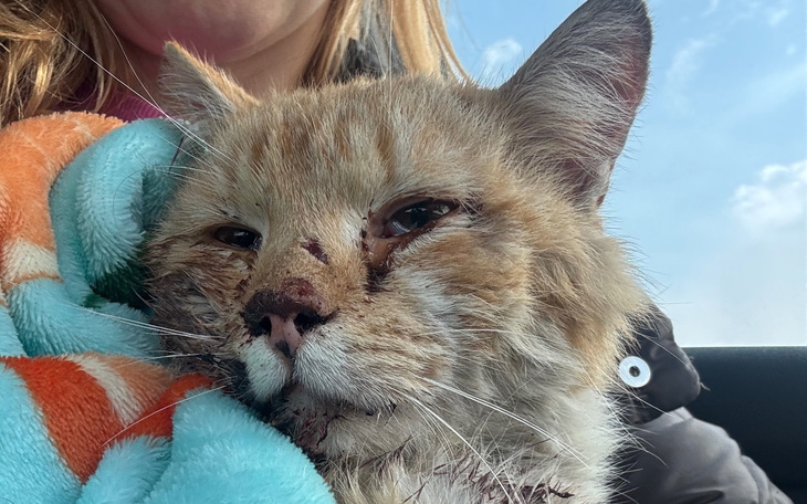 Ranny kot trzymany w rękach, owinięty w koc.