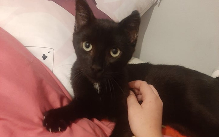 Zbiórka Pomóż Speediemu odzyskać energię - zdjęcie główne